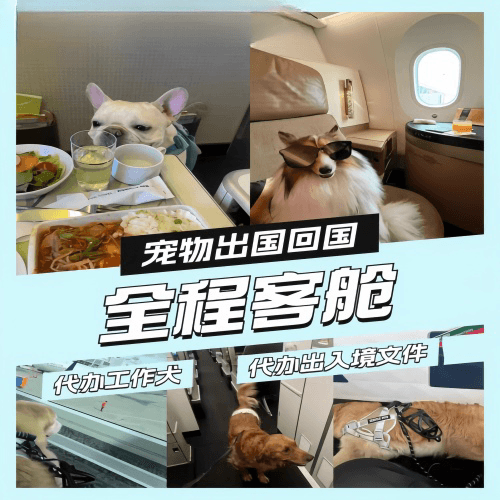 阿拉善盟宠物托运到白俄罗斯宠物入境规定和要求